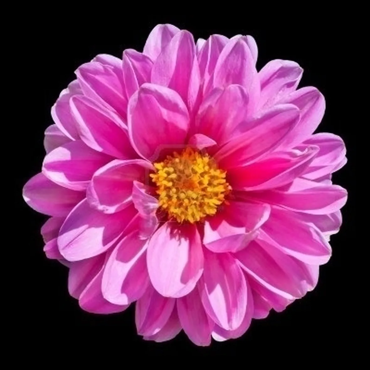 Dalia-28