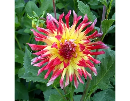 Dalia-29