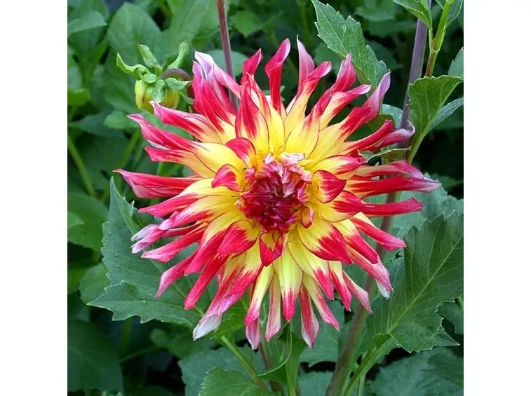 Dalia-29