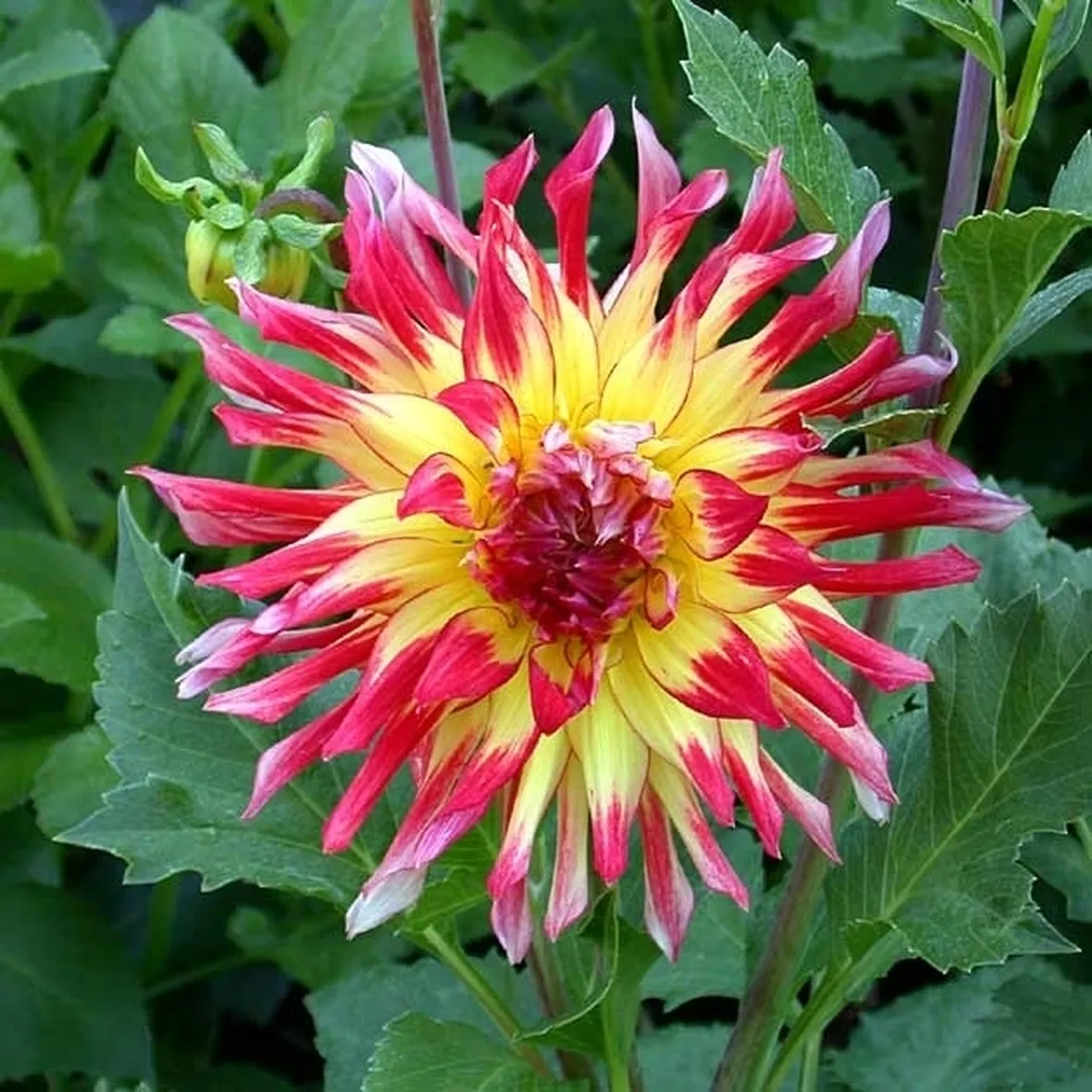 Dalia-29