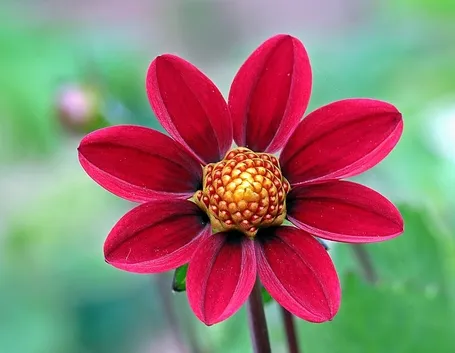 Dalia-8