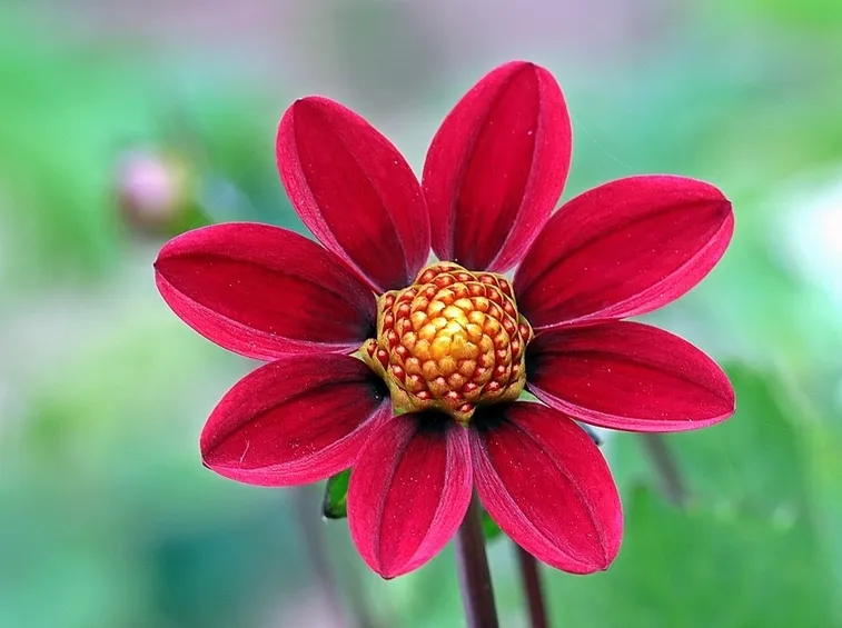 Dalia-8