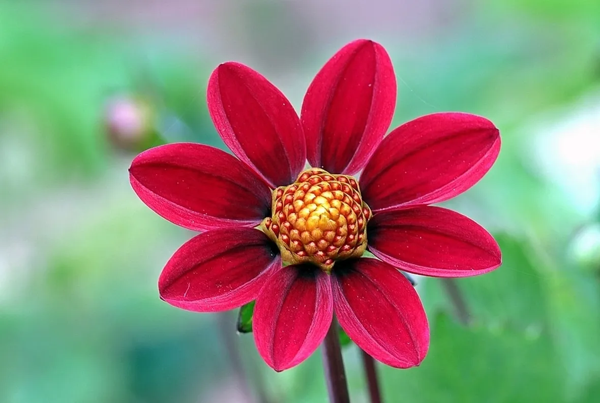 Dalia-8