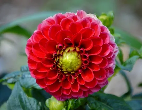 Dalia-9