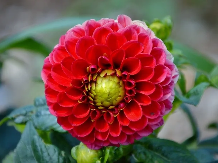 Dalia-9