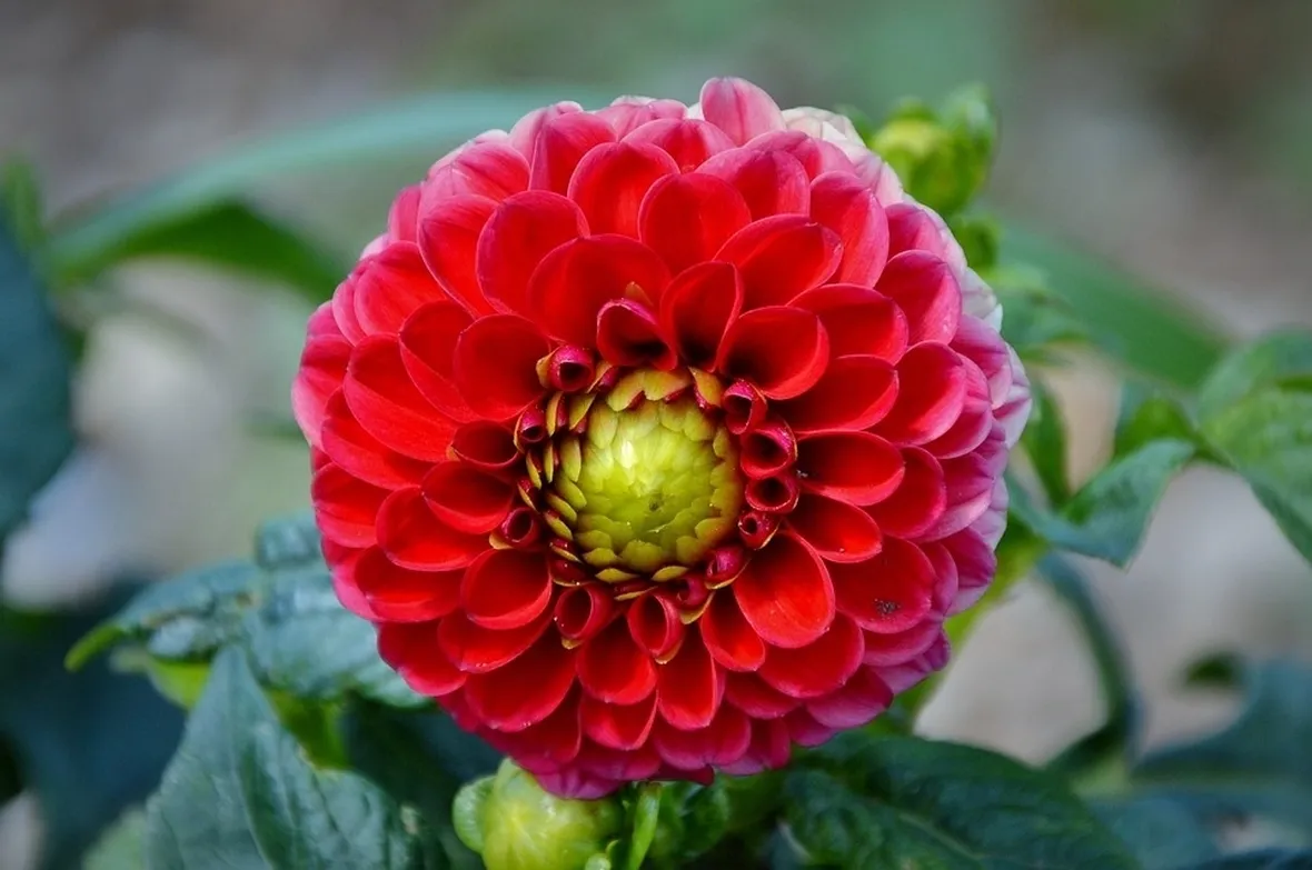 Dalia-9