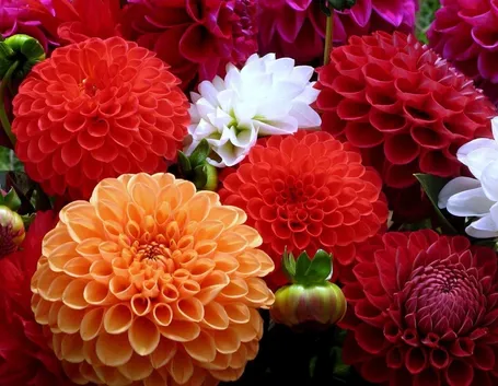 Dalia