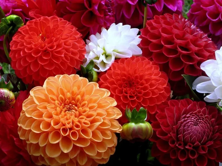 Dalia
