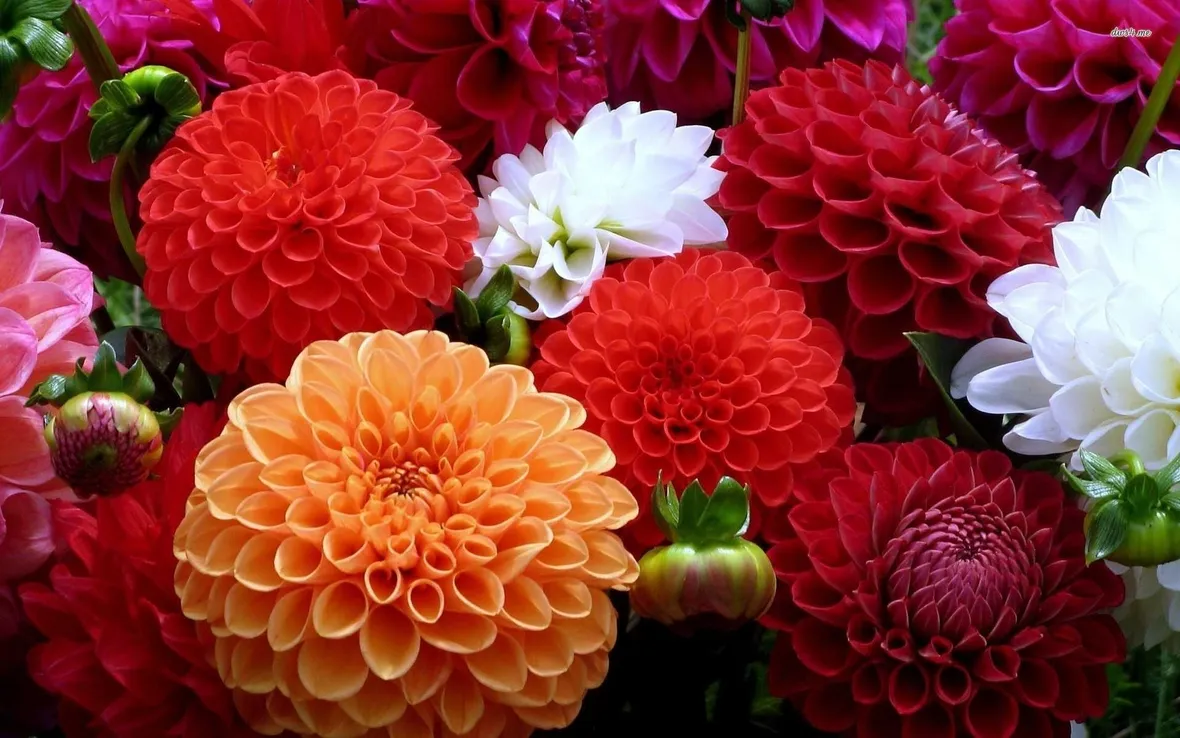 Dalia
