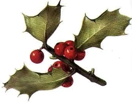 Domanda : Agrifoglio malato
