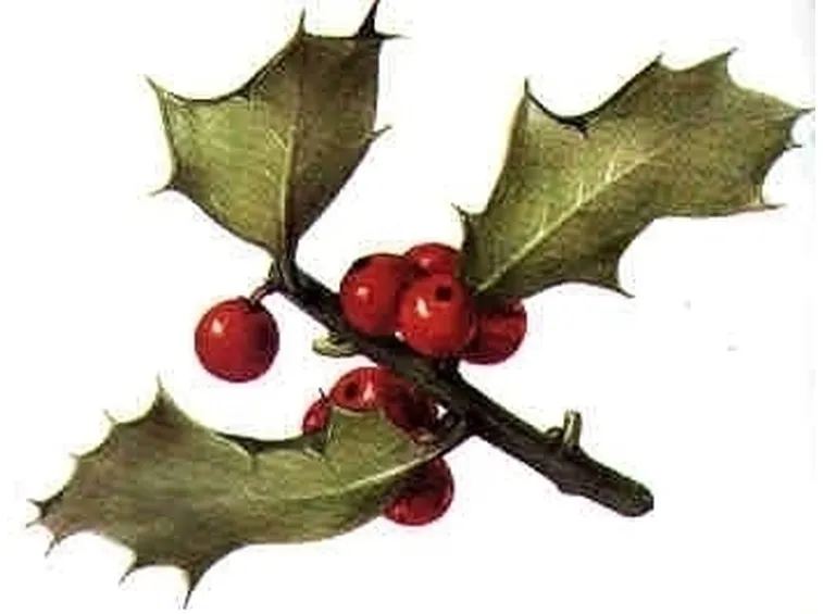 Domanda : Agrifoglio malato
