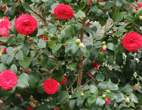 Domanda: Antracnosi della Camelia