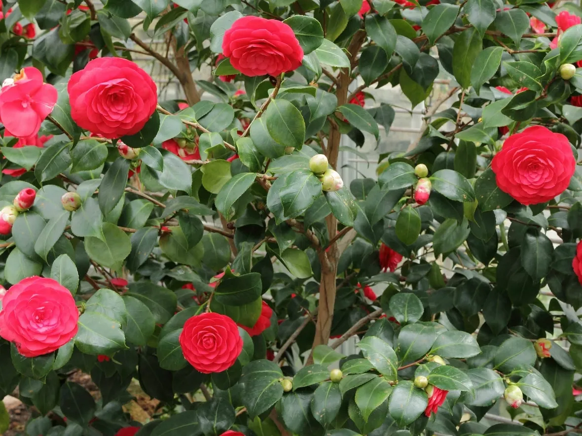 Domanda: Antracnosi della Camelia