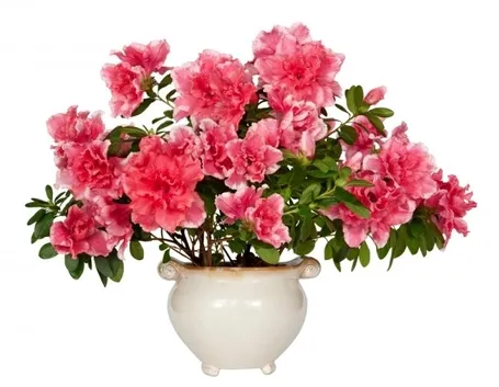 Domanda : azalea bonsai