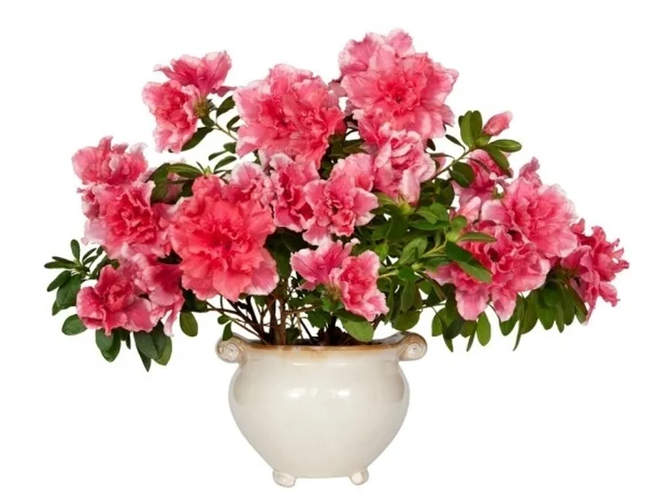 Domanda : azalea bonsai