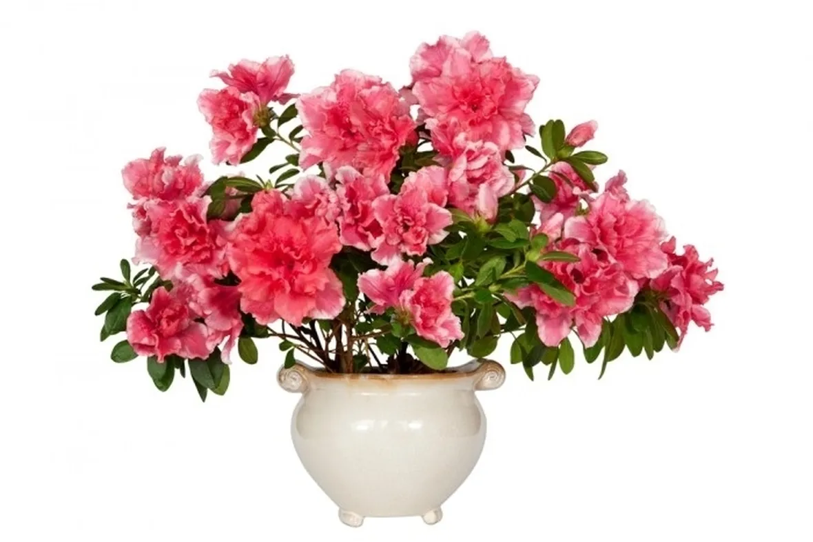 Domanda : azalea bonsai