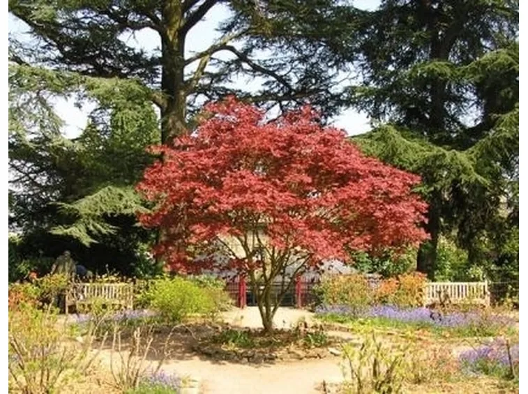 Domanda : azalea che non fiorisce