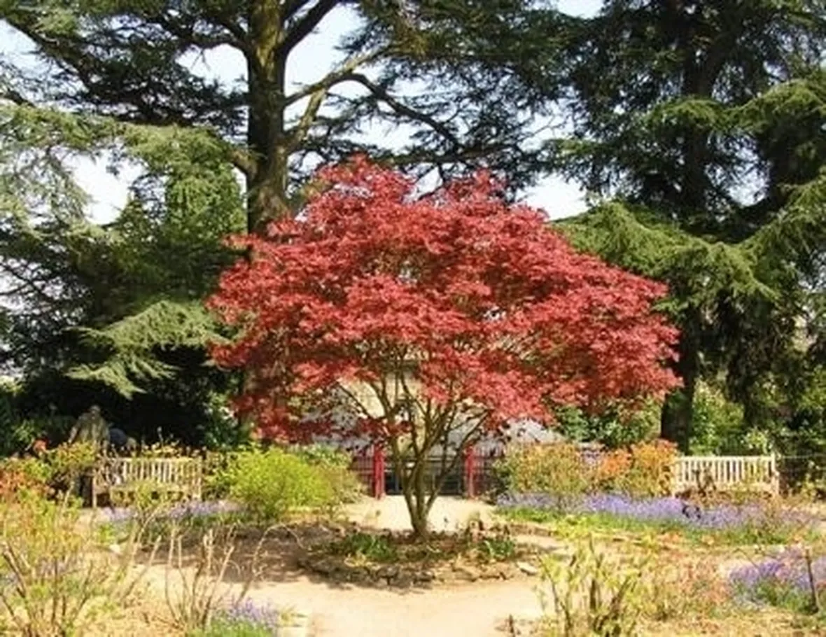 Domanda : azalea che non fiorisce