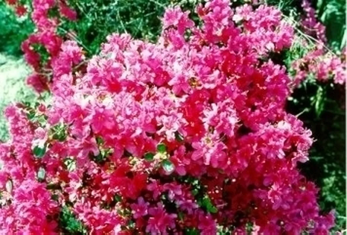 Domanda: Azalea che non germoglia