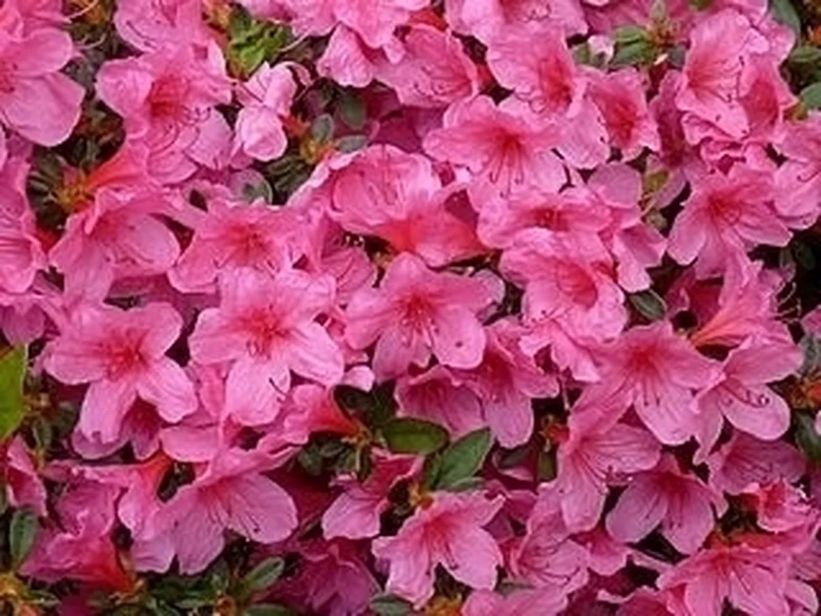 Domanda : azalea che perde foglie 