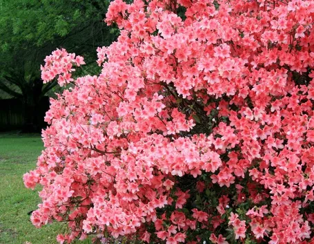 Domanda : Azalea con punte Bruciate