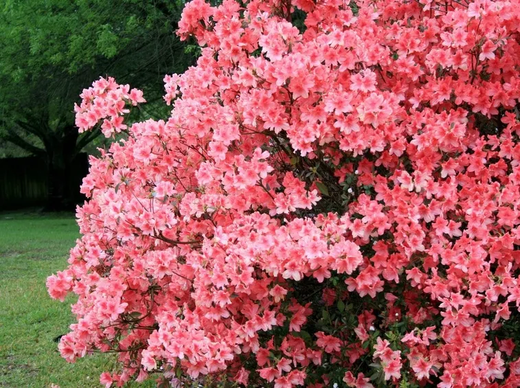 Domanda : Azalea con punte Bruciate