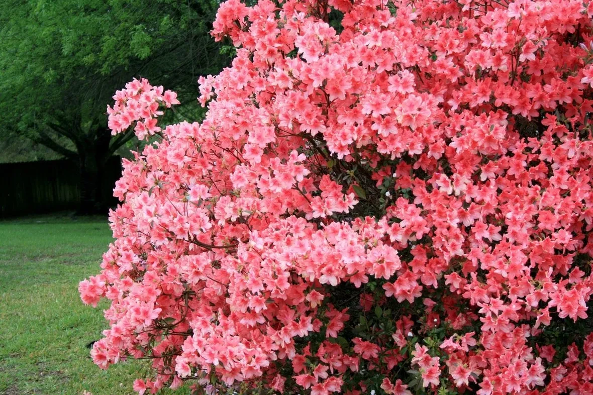 Domanda : Azalea con punte Bruciate