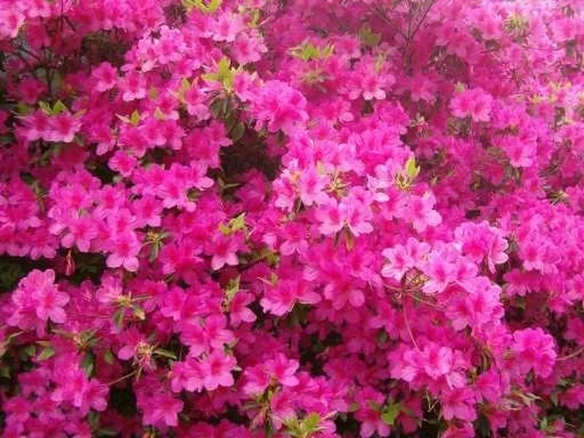Domanda : azalea ingiallita 