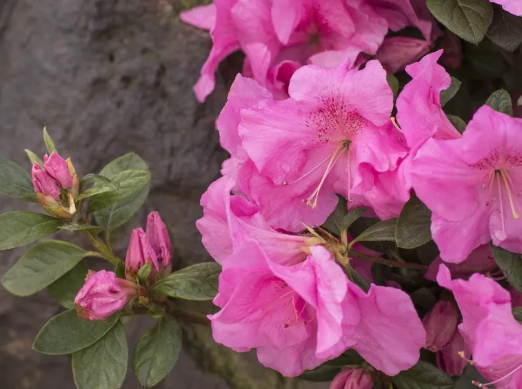 Azalea Japonica