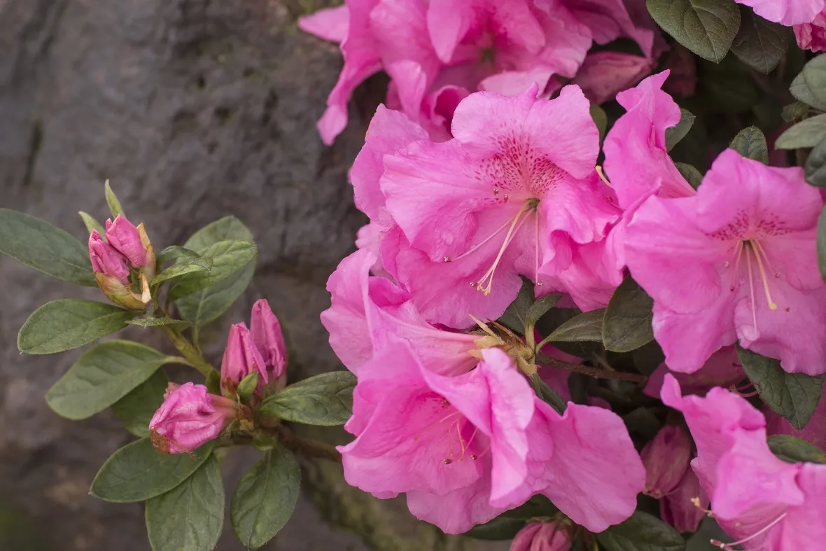 Azalea Japonica