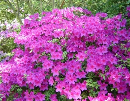 Domanda: Azalea sofferente