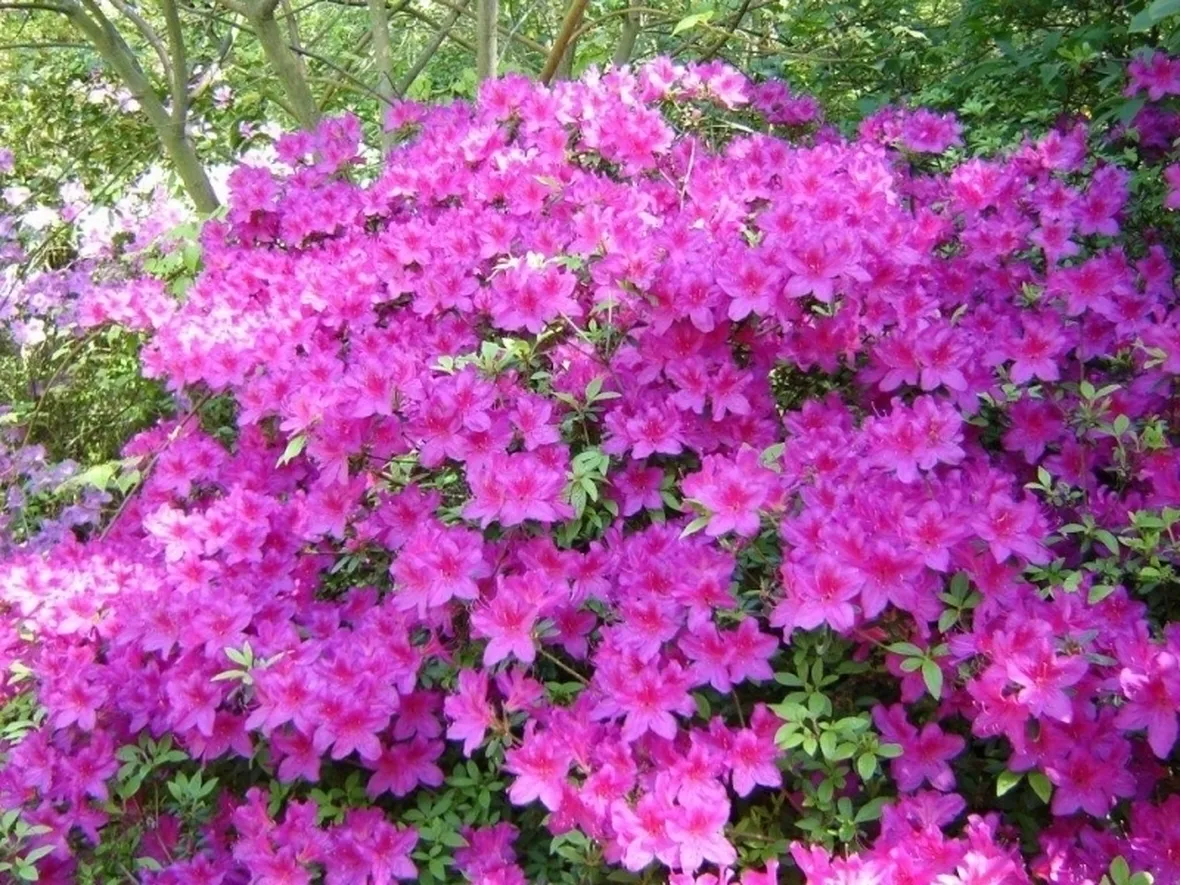 Domanda: Azalea sofferente