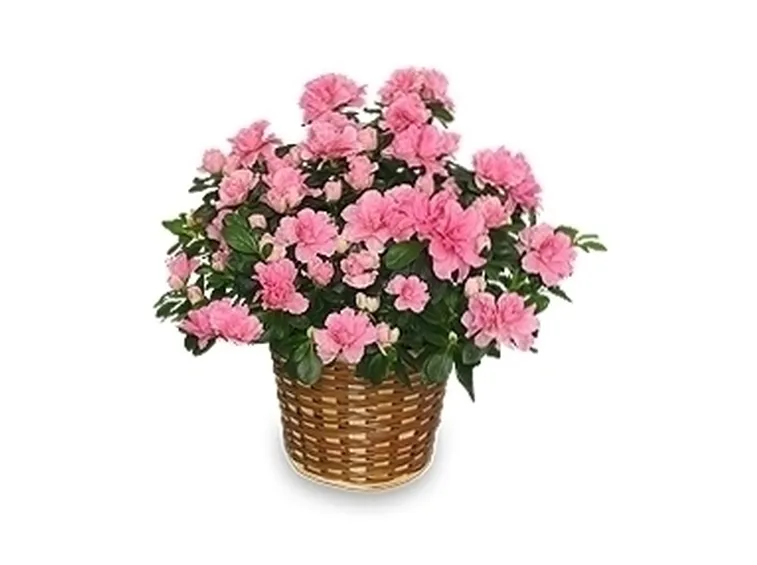 Domanda : Azalea