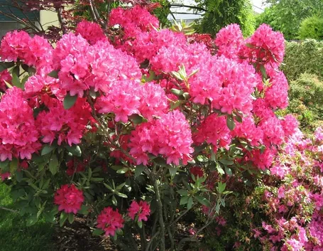 Domanda : bouganville
