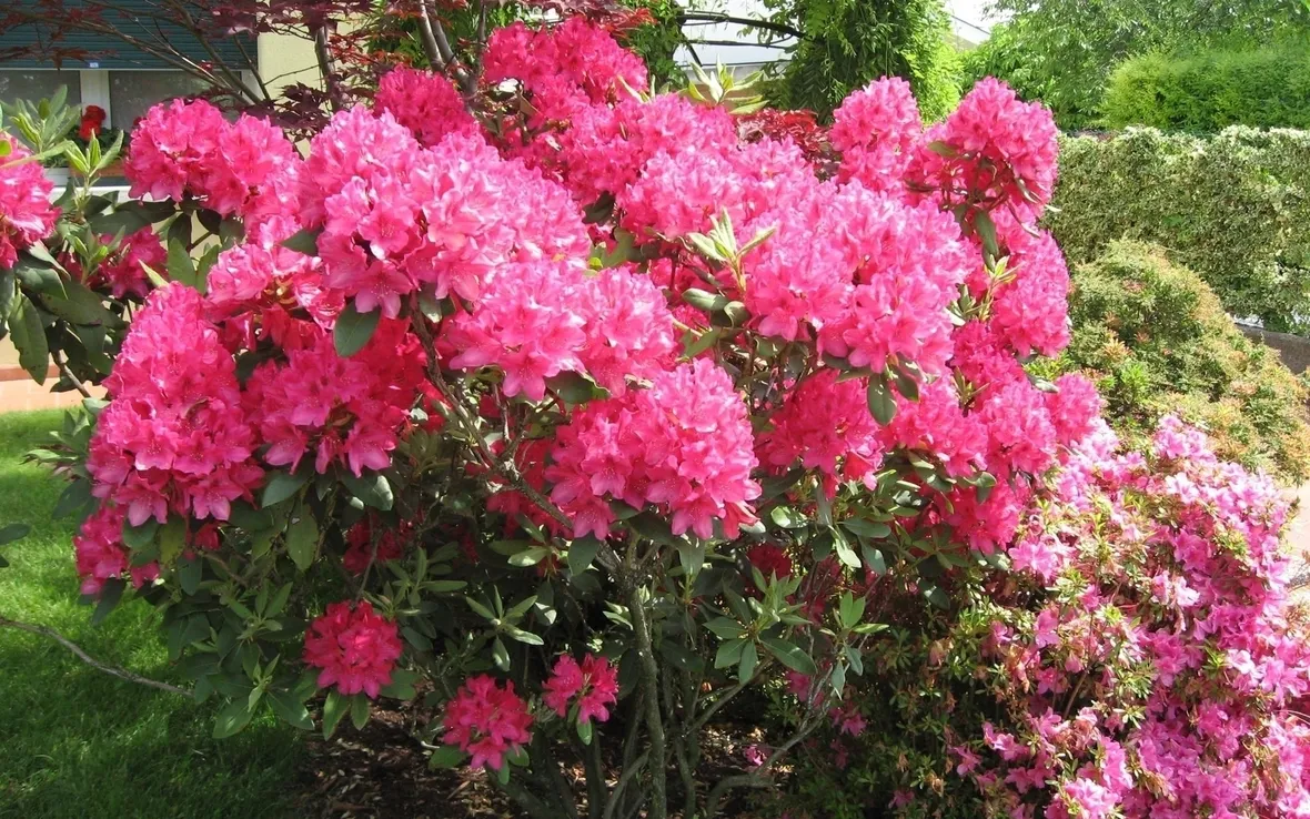 Domanda : bouganville