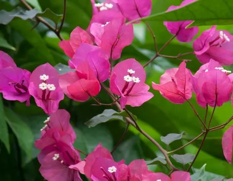 Domanda : bouganvillea e cappero