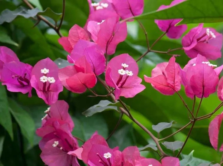 Domanda : bouganvillea e cappero
