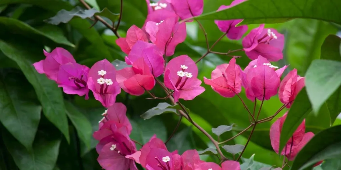 Domanda : bouganvillea e cappero