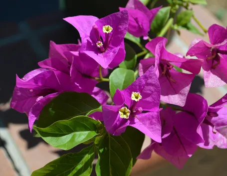 Domanda: Bouganvillea