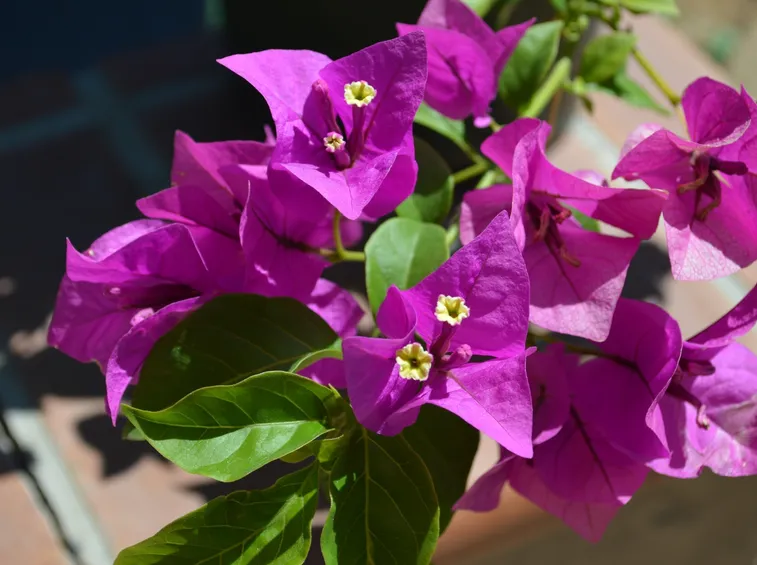 Domanda: Bouganvillea