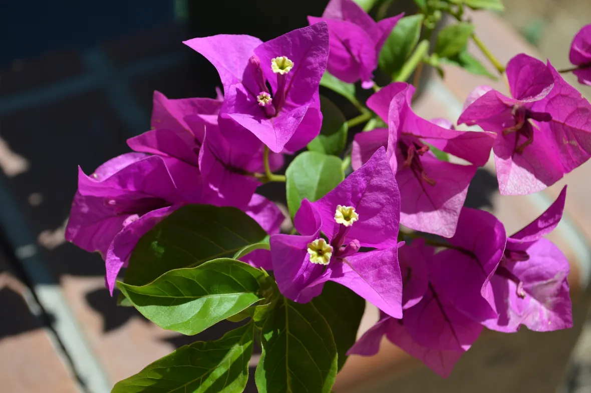 Domanda: Bouganvillea