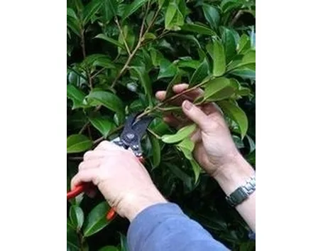 Domanda : Camelia japonica