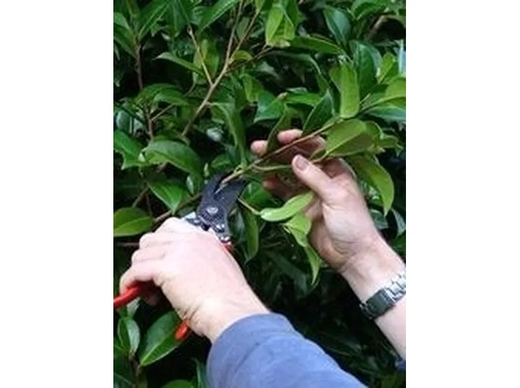 Domanda : Camelia japonica