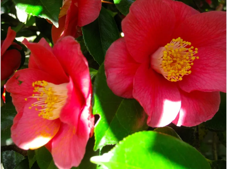 Alla scoperta della camelia