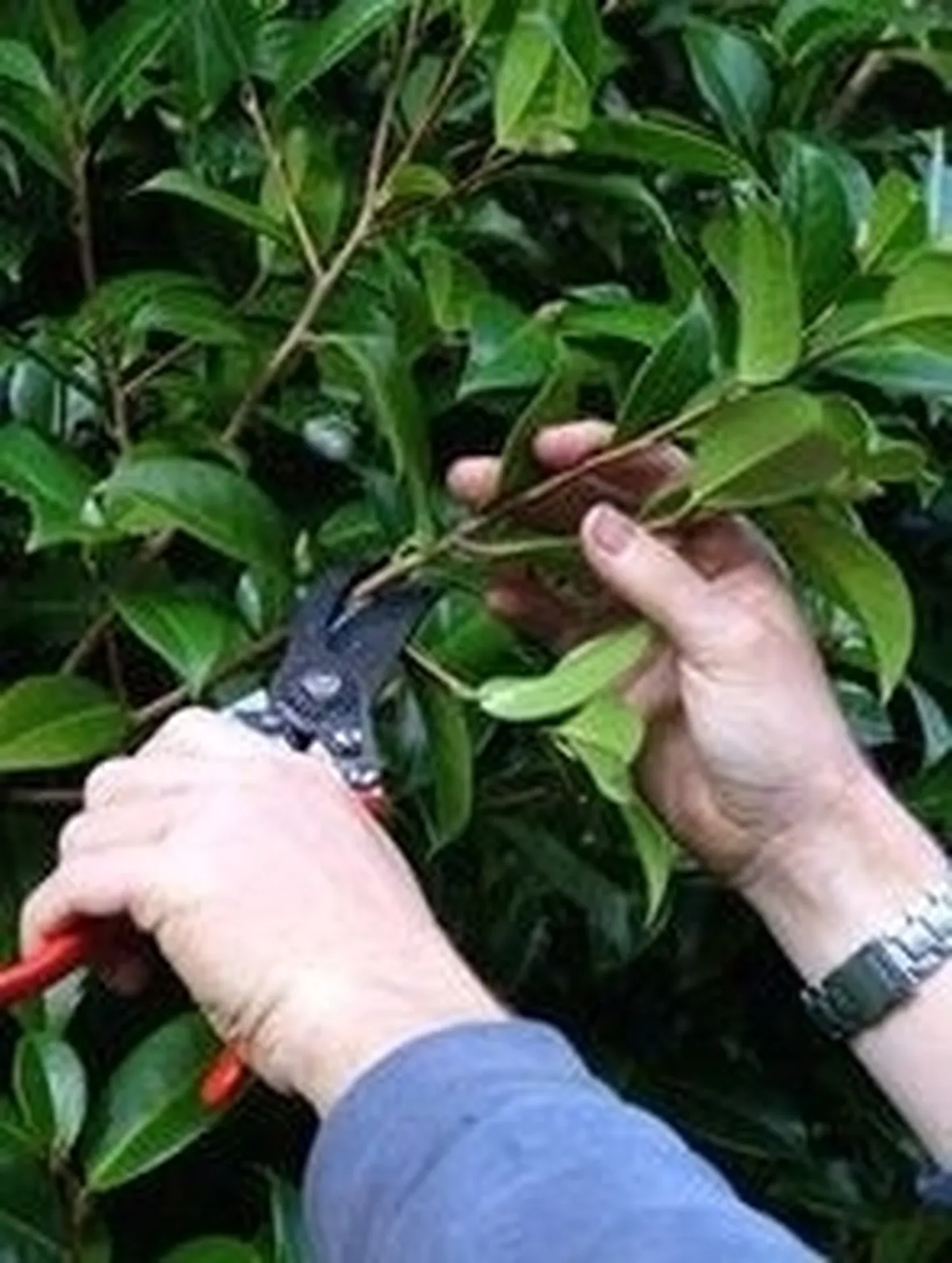 Domanda : Camelia japonica