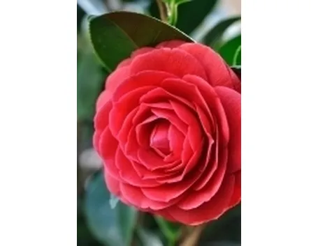 Domanda : Camelia malata