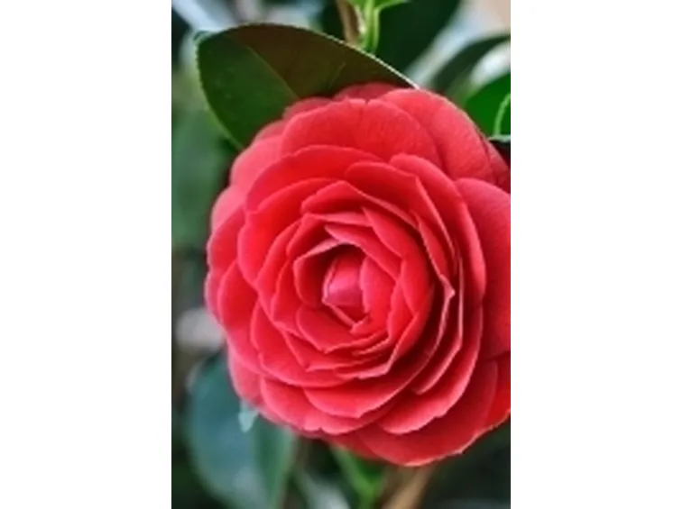 Domanda : Camelia malata