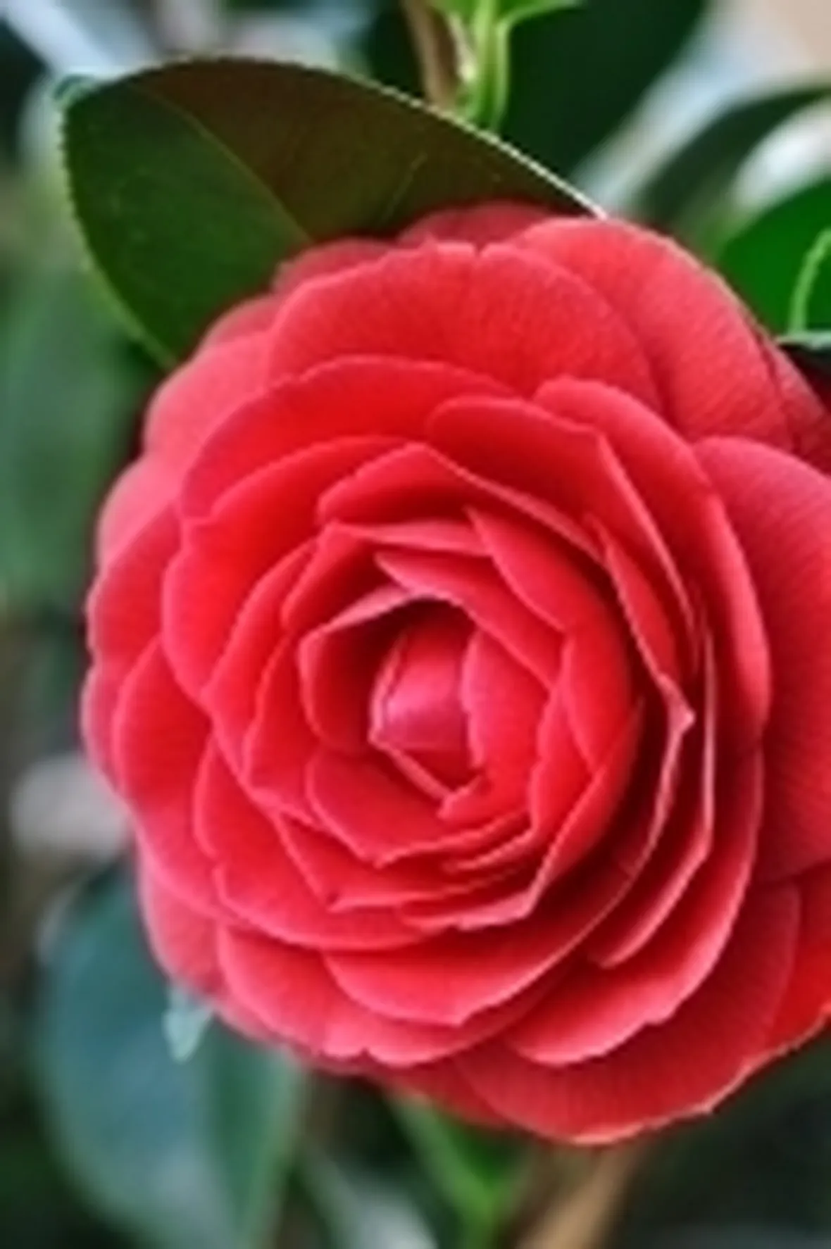 Domanda : Camelia malata