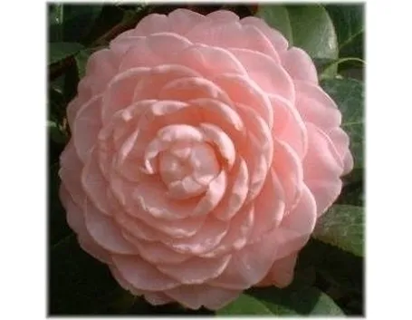 Domanda : camelia sotto la neve
