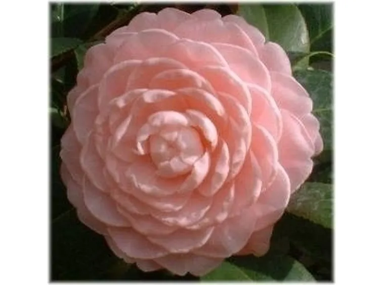 Domanda : camelia sotto la neve
